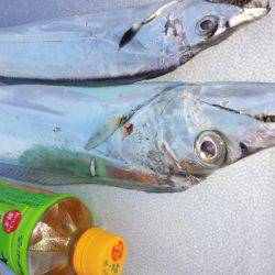 アンチョビでドラゴン