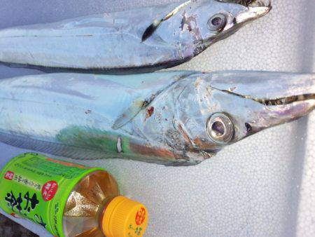 アンチョビでドラゴン