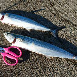 ナブラ打ち(*^^*)