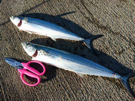 ナブラ打ち(*^^*)