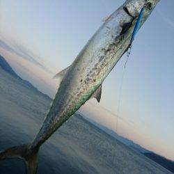 敦賀サゴシゲーム