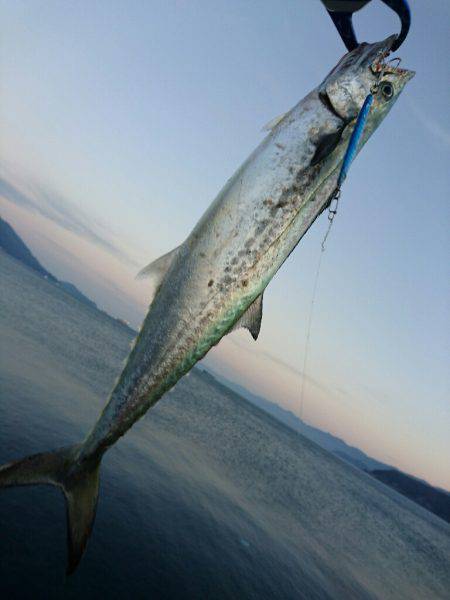 敦賀サゴシゲーム