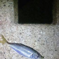 やっときました。