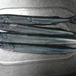 サヨリ着きシーバス