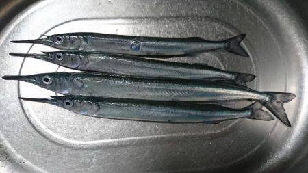 サヨリ着きシーバス