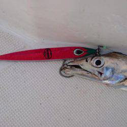 タチウオジギング