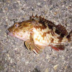 太刀魚と意外な外道