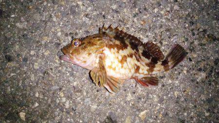 太刀魚と意外な外道