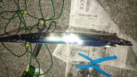 タチウオフィーバー