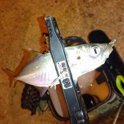 そろそろアジの季節