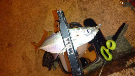 そろそろアジの季節