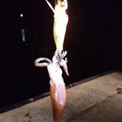 ヒイカエギング