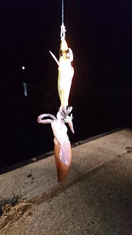 ヒイカエギング