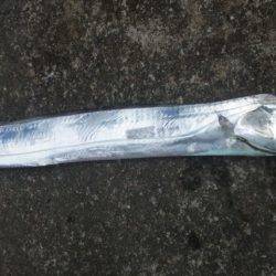 タチウオとイカ！