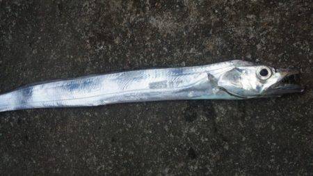 タチウオとイカ！