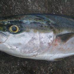 ショアジギング釣行