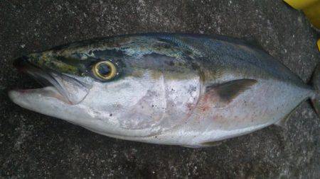 ショアジギング釣行