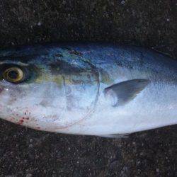 ショアジギング釣行