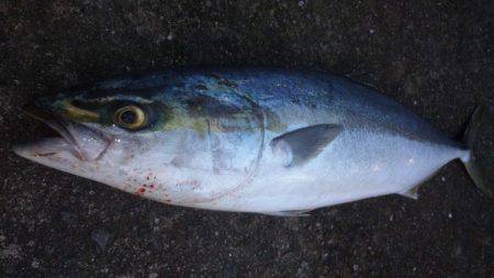 ショアジギング釣行