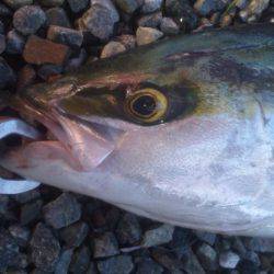 ショアジギング釣行