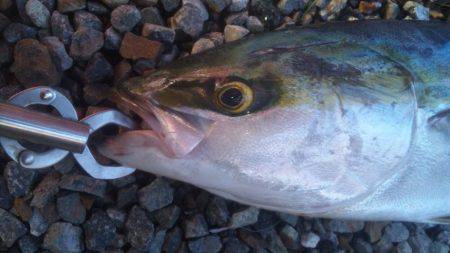 ショアジギング釣行