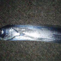 タチウオ釣り