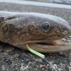 爆風で何が釣れる？