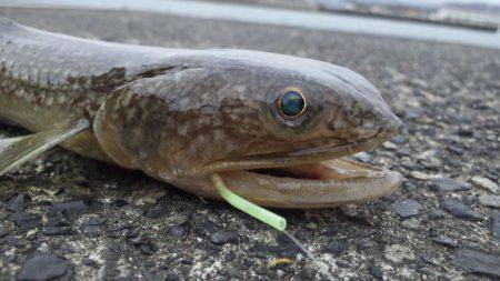 爆風で何が釣れる？