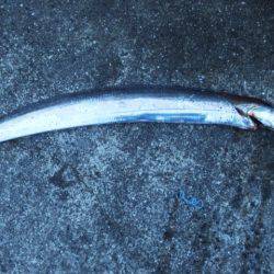 雨の後はキビシイ???