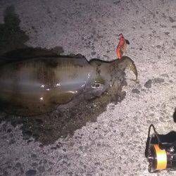 いいサイズのアオリイカでした！！