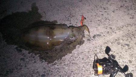 いいサイズのアオリイカでした！！