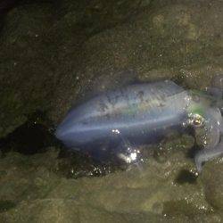 久々のアオリイカ複数釣れました！