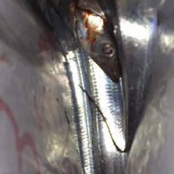 出血大サービス