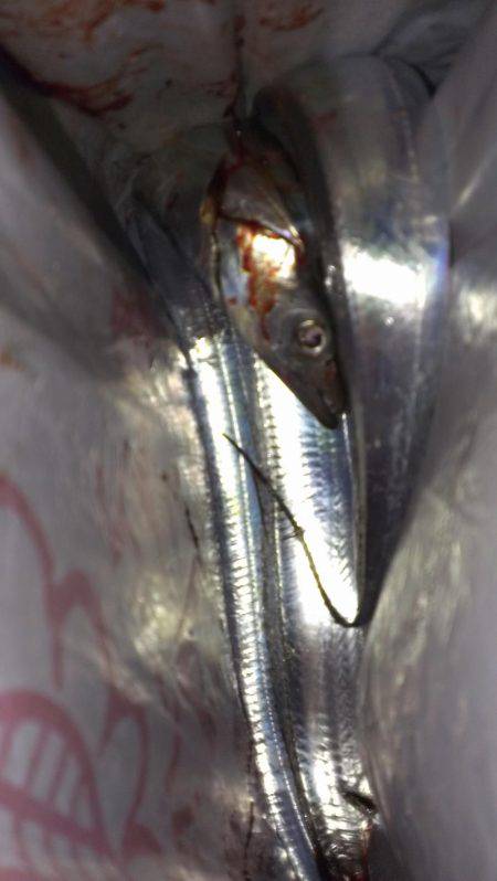 出血大サービス