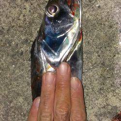 シャッド系全滅