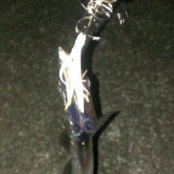 ルアーより餌か