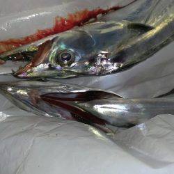 釣果も雨もポツポツ