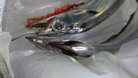 釣果も雨もポツポツ