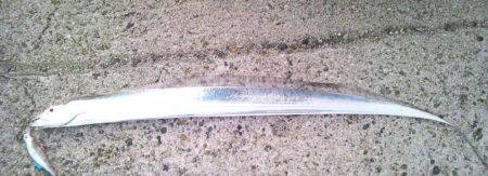 ハマチが釣りたいのに