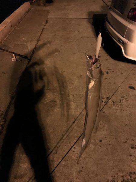 タチウオがジャンピング