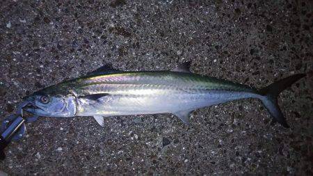 なかなかサワラまで届かない