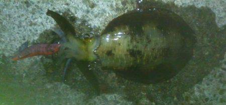 長期戦アオリイカ