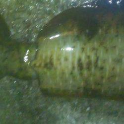 雨のちアオリイカ