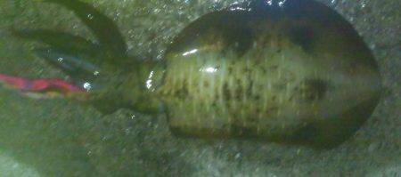 雨のちアオリイカ