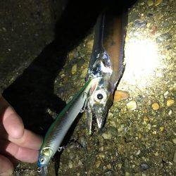 ミノーでタチウオ\(^o^)/