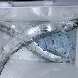 強風の中、タチウオ