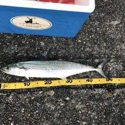 人生初のサゴシ