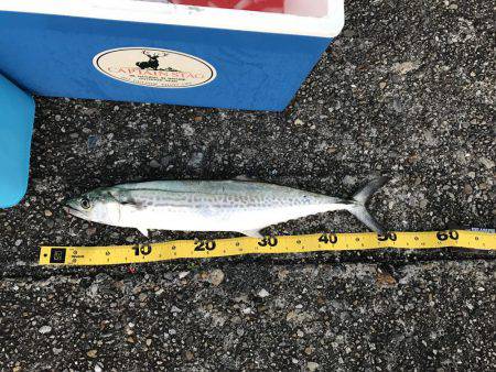 人生初のサゴシ