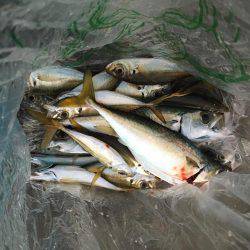 太刀魚釣行　渋い。