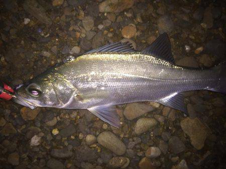 落ち鮎パターン